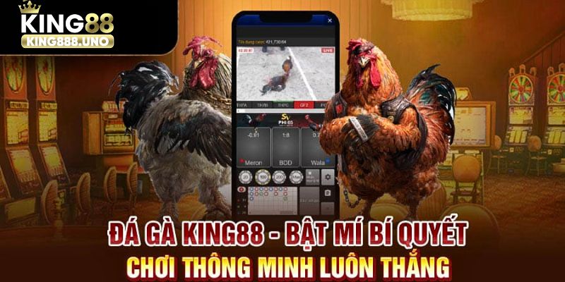 Mẹo chơi đá gà trực tiếp King88 bất bại