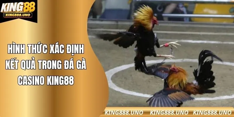 Hình thức xác định kết quả trong đá gà casino king88