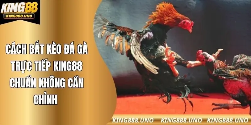 Cách bắt kèo đá gà trực tiếp king88 chuẩn không cần chỉnh 