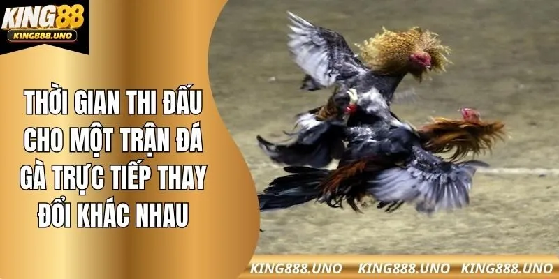 Thời gian thi đấu cho một trận đá gà trực tiếp thay đổi khác nhau