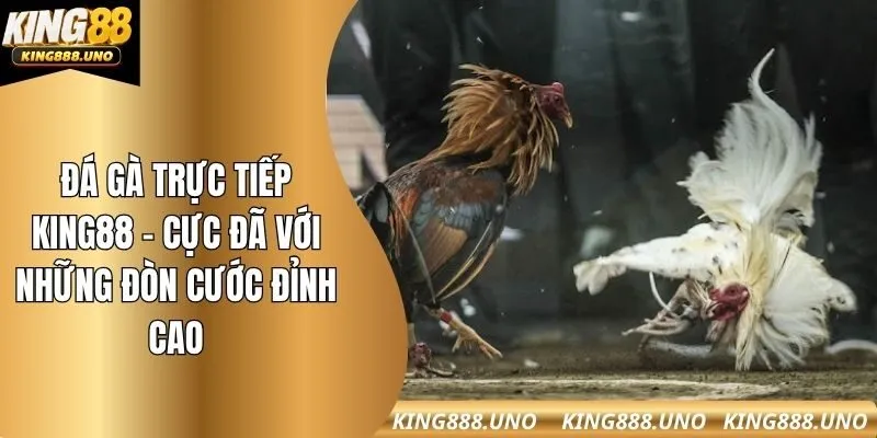 đá gà trực tiếp king88